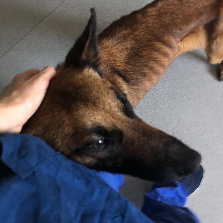 Chorba - Femmina Malinois 1,5-2 anni (Bologna)