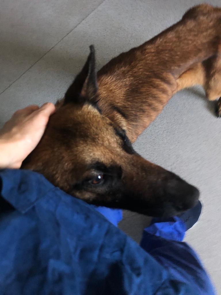 Chorba - Femmina Malinois 1,5-2 anni (Bologna)