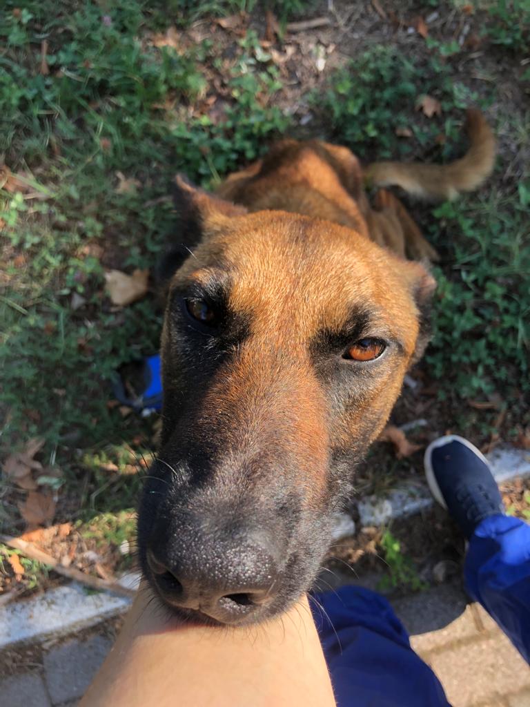 Chorba - Femmina Malinois 1,5-2 anni (Bologna)