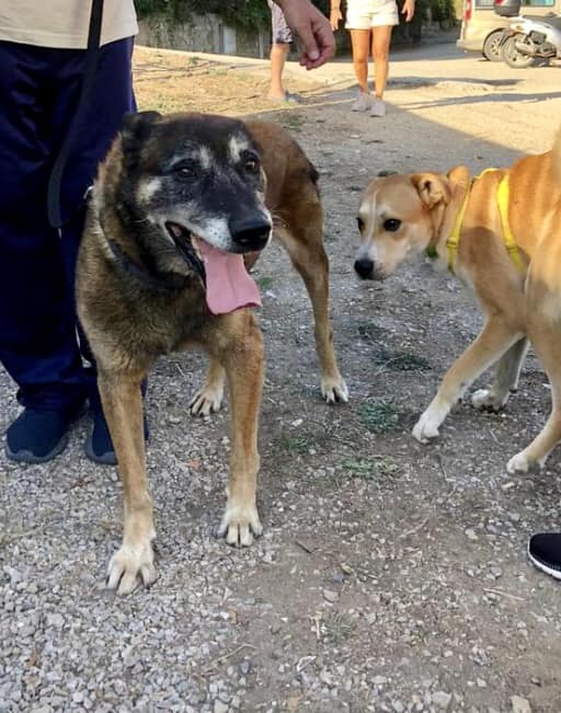 ARON - Pastore Belga Malinois - Isola d'Elba