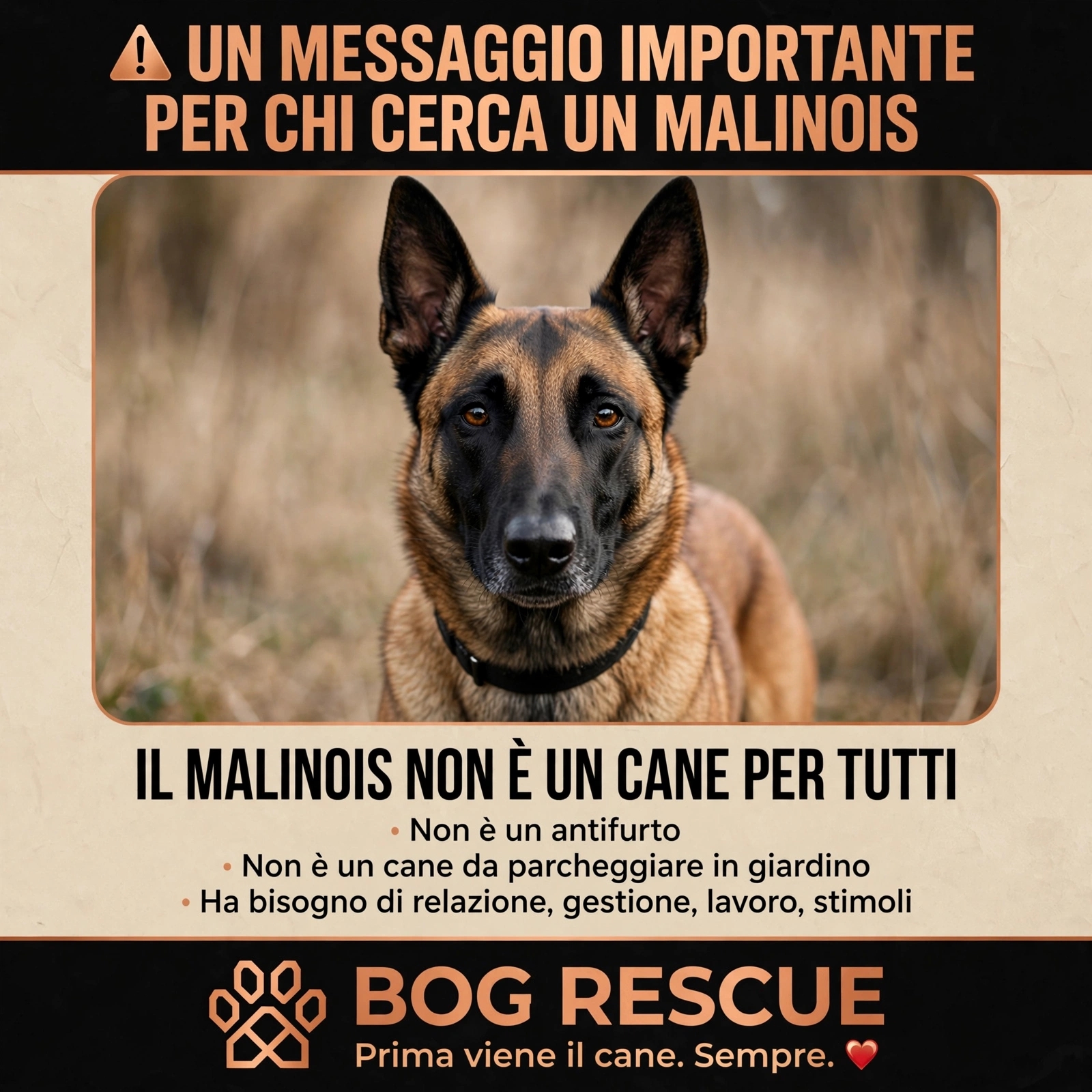MESSAGGIO IMPORTANTE PER CHI CERCA UN MALINOIS